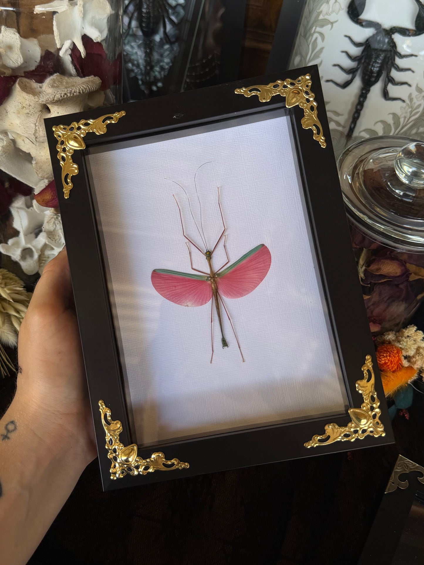 Pink Winged Stick Insect Marmessoidea rosea Framed Specimen