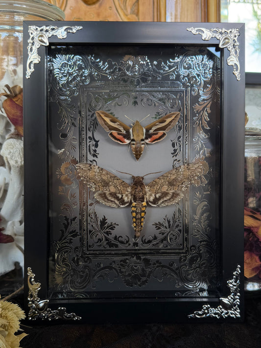 MOTH DUO Hawk Moths Hyles Gallii & Mansuca SP. Framed Specimen