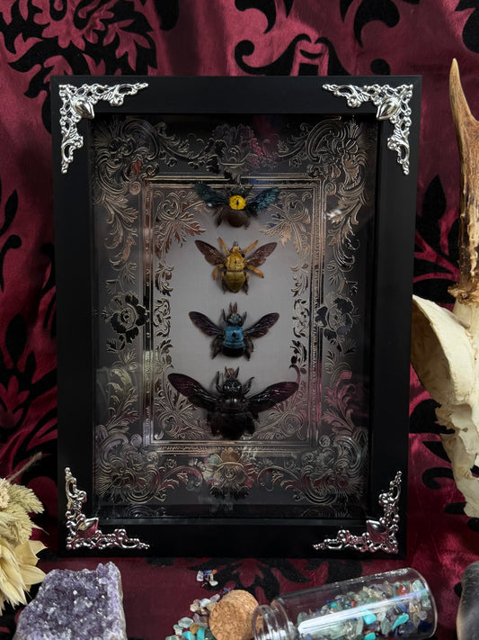 Quad Carpenter Bee Framed Specimens (SILVER) - names in description