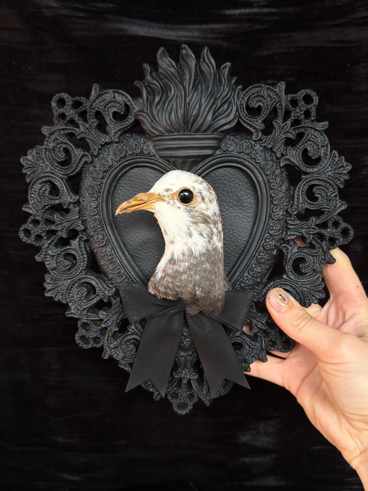 PIGEON HEAD - Mother of Hades Black Heart Open Display Frame