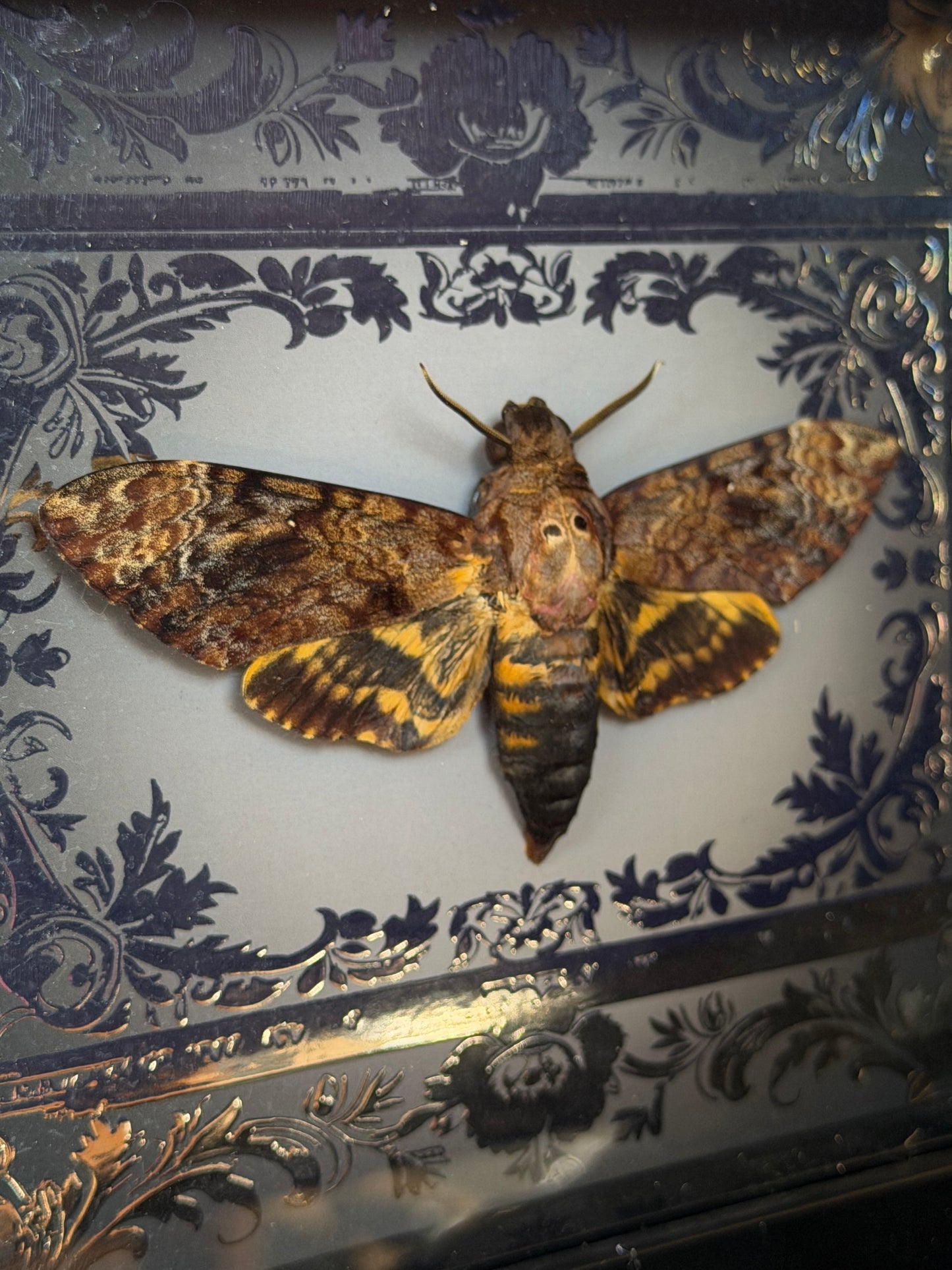 DEATH HEAD MOTH -  Mother of Hades Framed Specimen