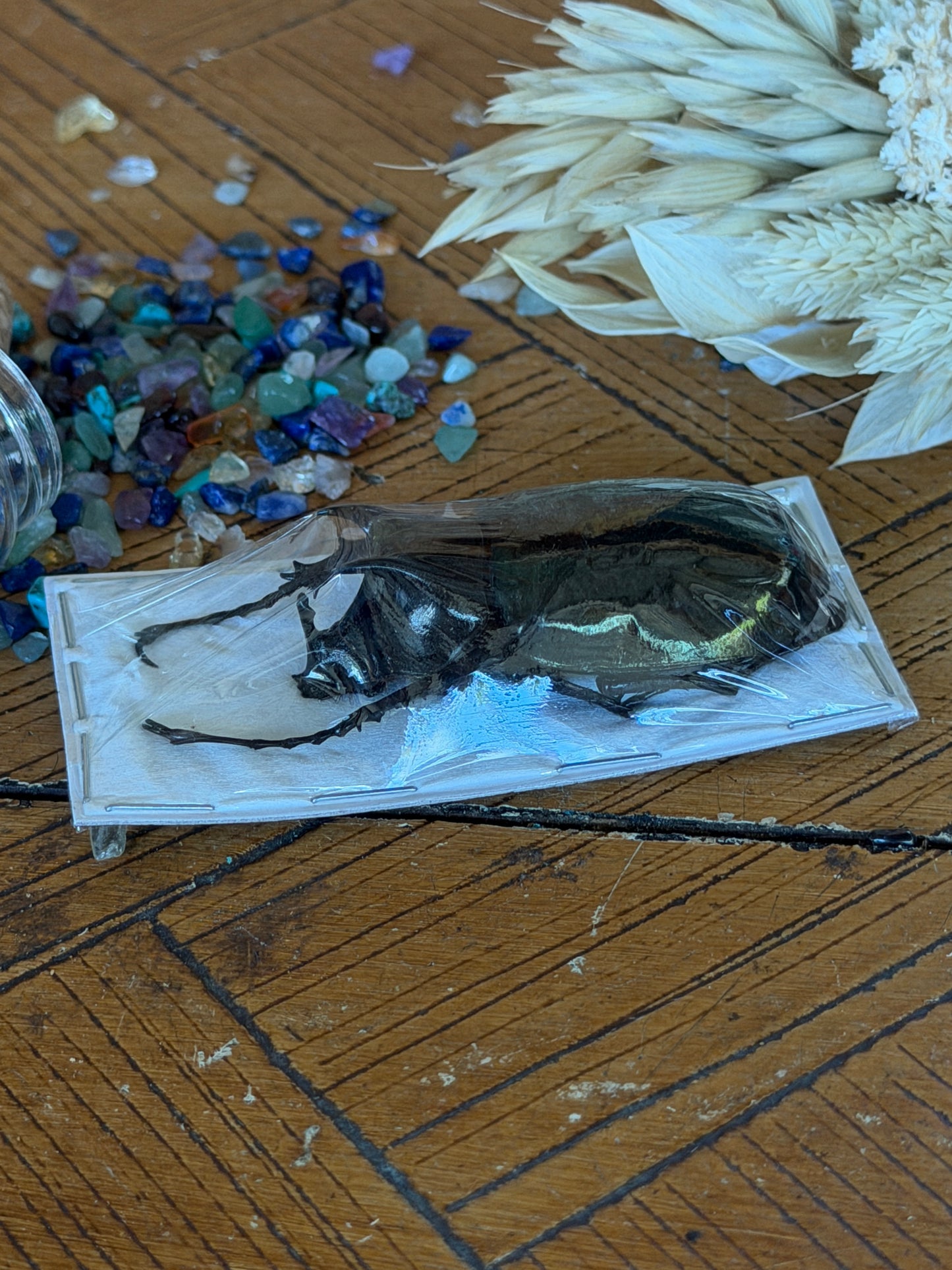 Atlas Beetle - Chalcosoma Atlas Atlas Small