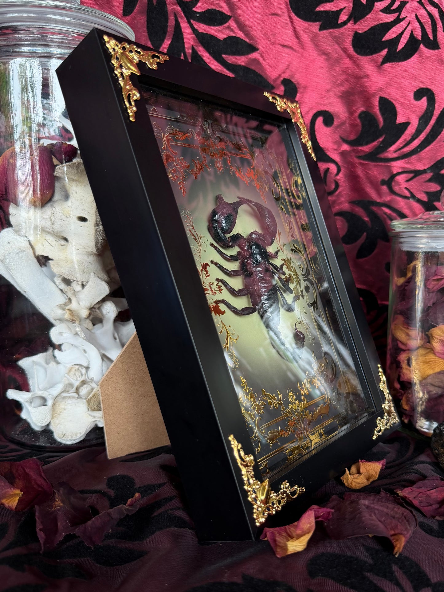 Forest Scorpion - Genus Heterometrus Frames Specimen (GOLD)