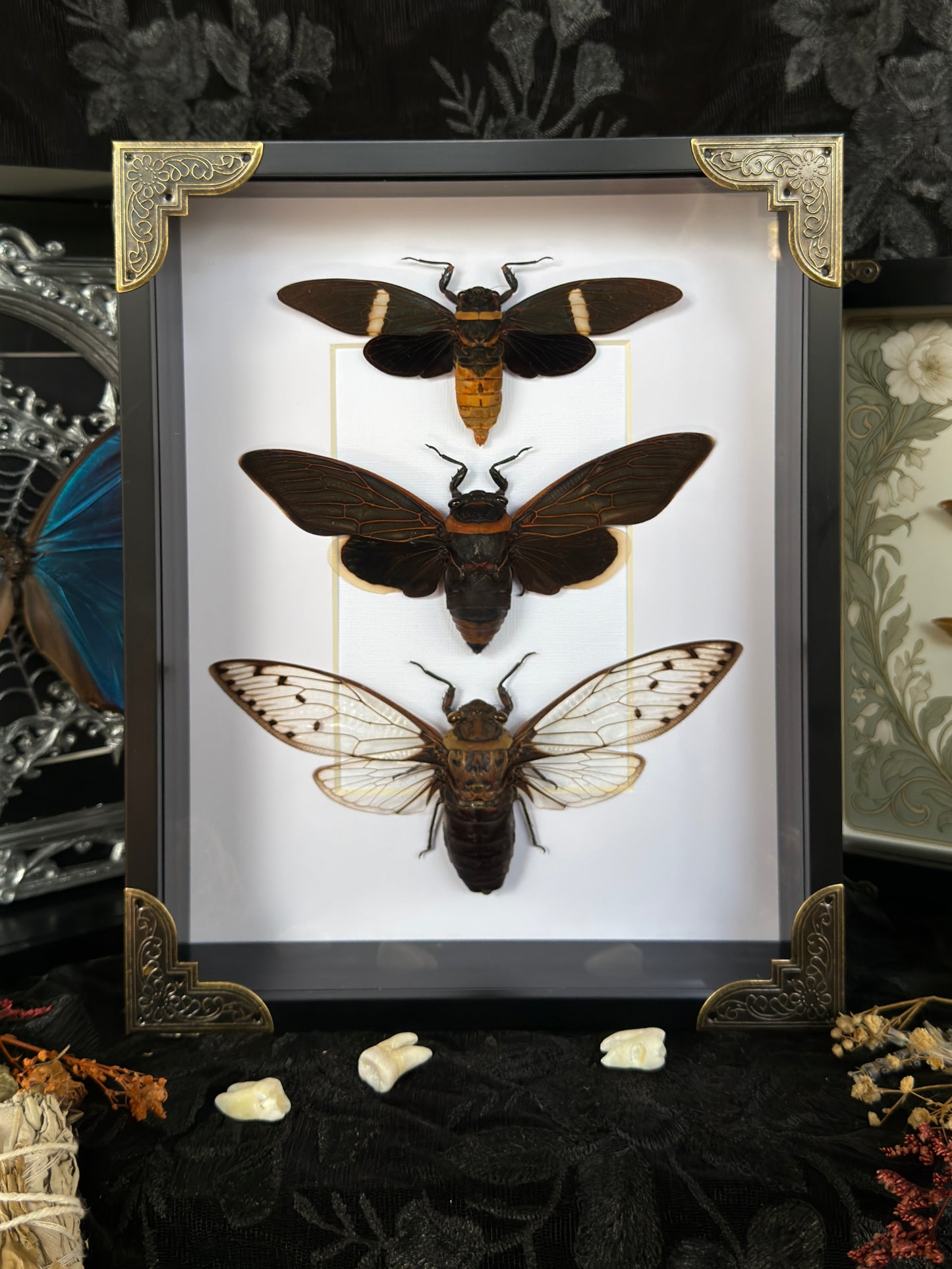 CICADA TRIO - A4 Deep Set Specimen Frame