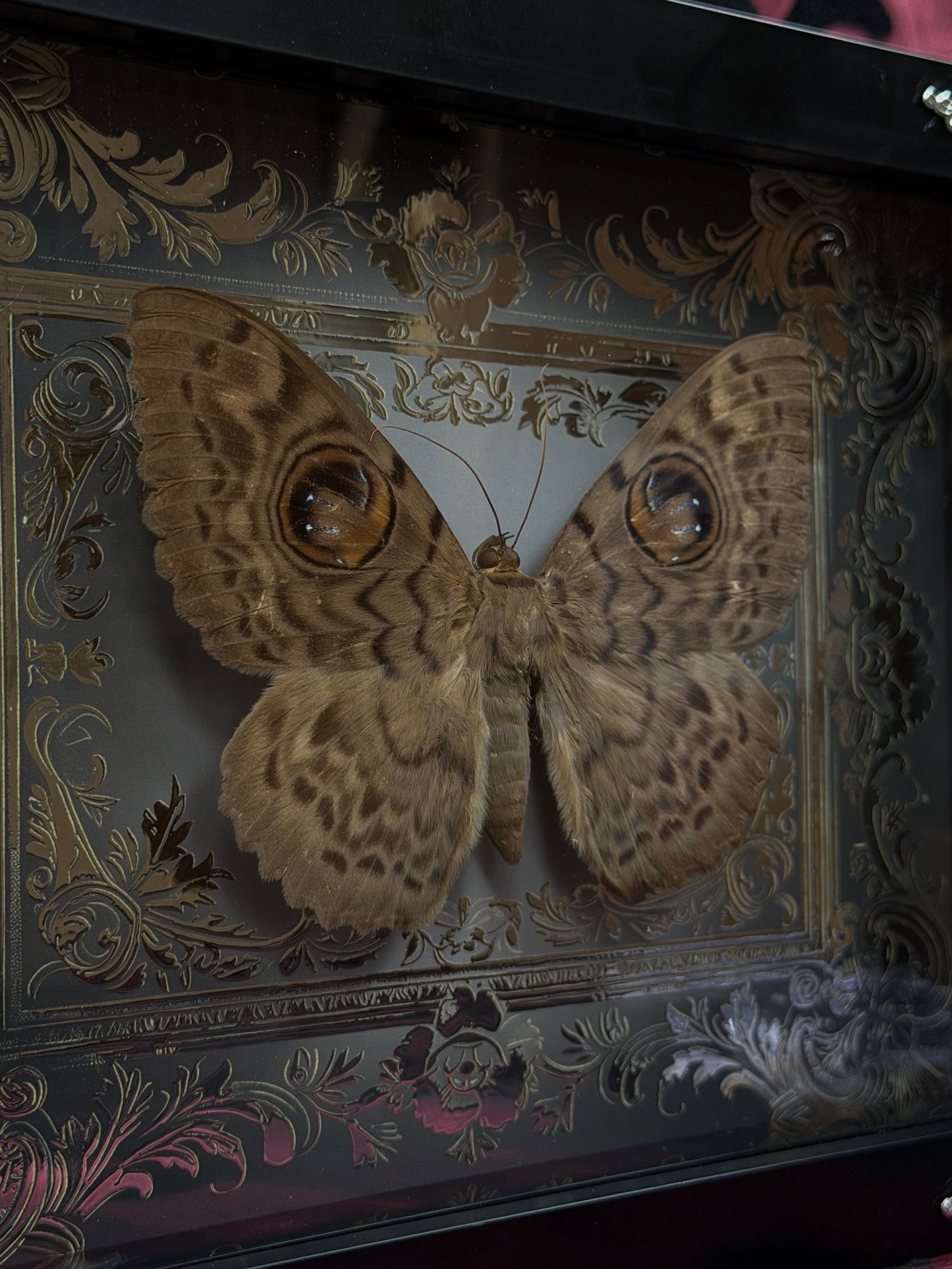 Eyed Witch Moth Eupatula Macrops Framed Specimens (SILVER)