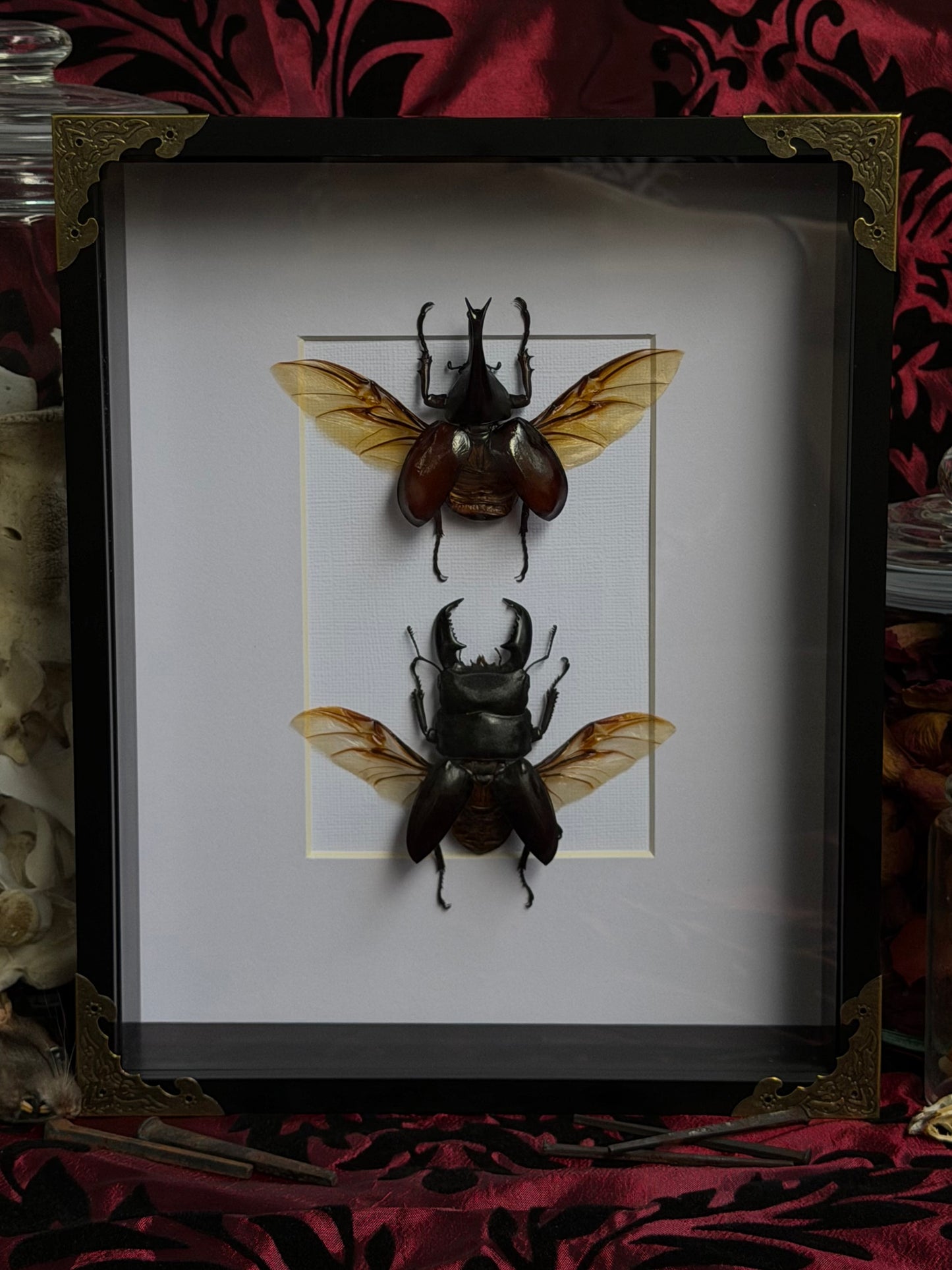 BEETLE DUO - Rhinoceros Beetle & Stag beetle A4 Frames Specimen