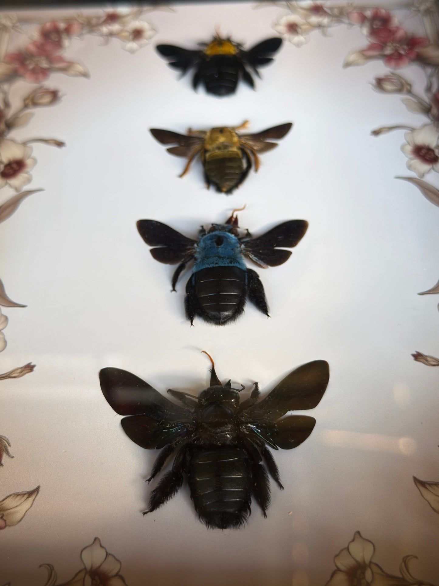 CARPENTER BEE QUAD - A5 Bee Frame