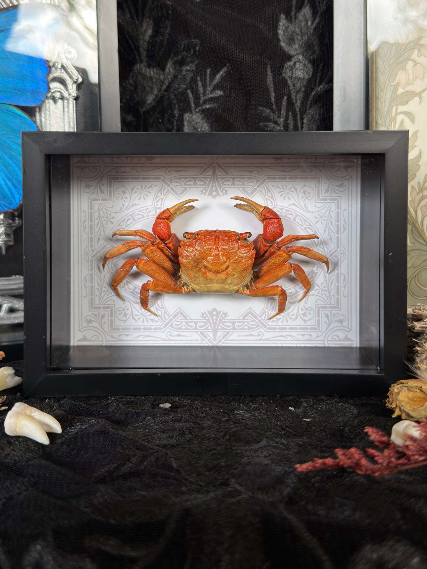 MANGROVE CRAB - Deep Set Specimen Frame