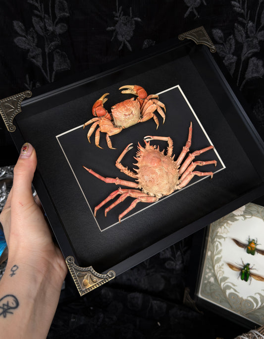 CRAB DUO - Mangrove crab & Schiz crab A4 Framed Specimen