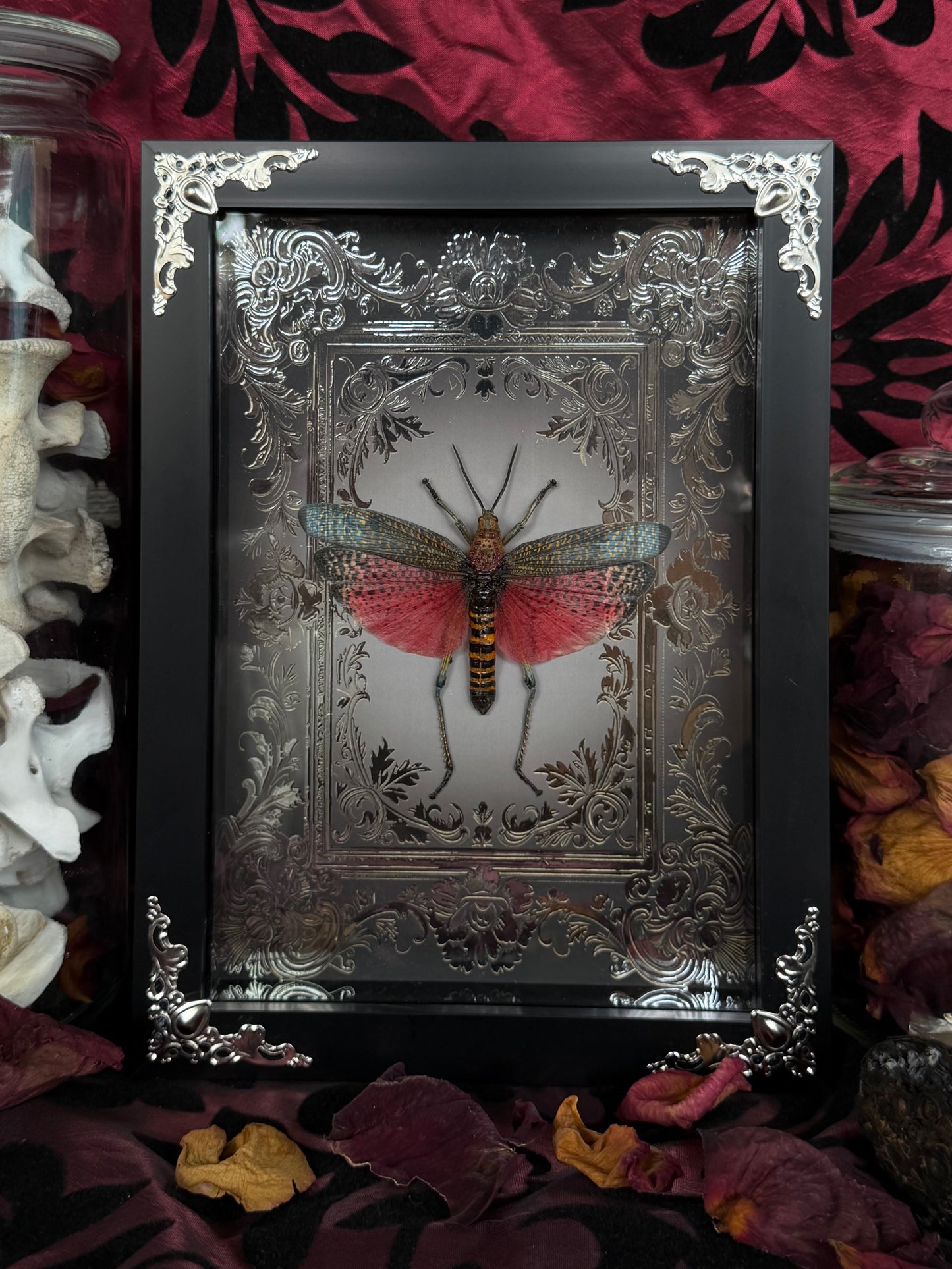 Rainbow Milkweed Locust Phymateus saxosus madagascariensis Tulear Framed Specimen (SILVER)