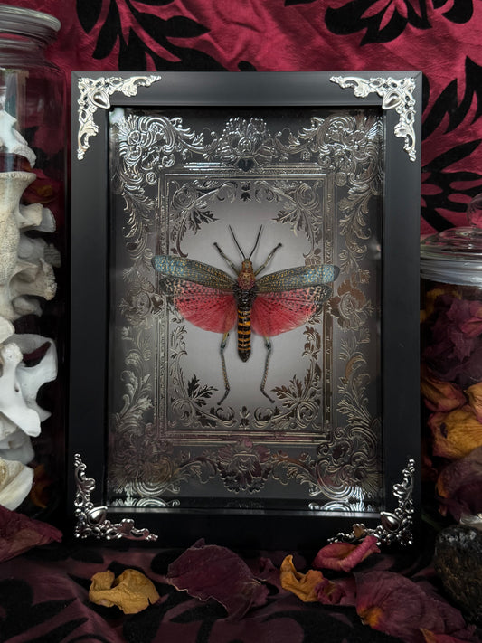 Rainbow Milkweed Locust Phymateus saxosus madagascariensis Tulear Framed Specimen (SILVER)