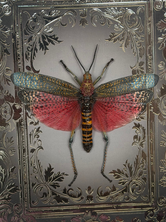 Rainbow Milkweed Locust Phymateus saxosus madagascariensis Tulear Framed Specimen (SILVER)