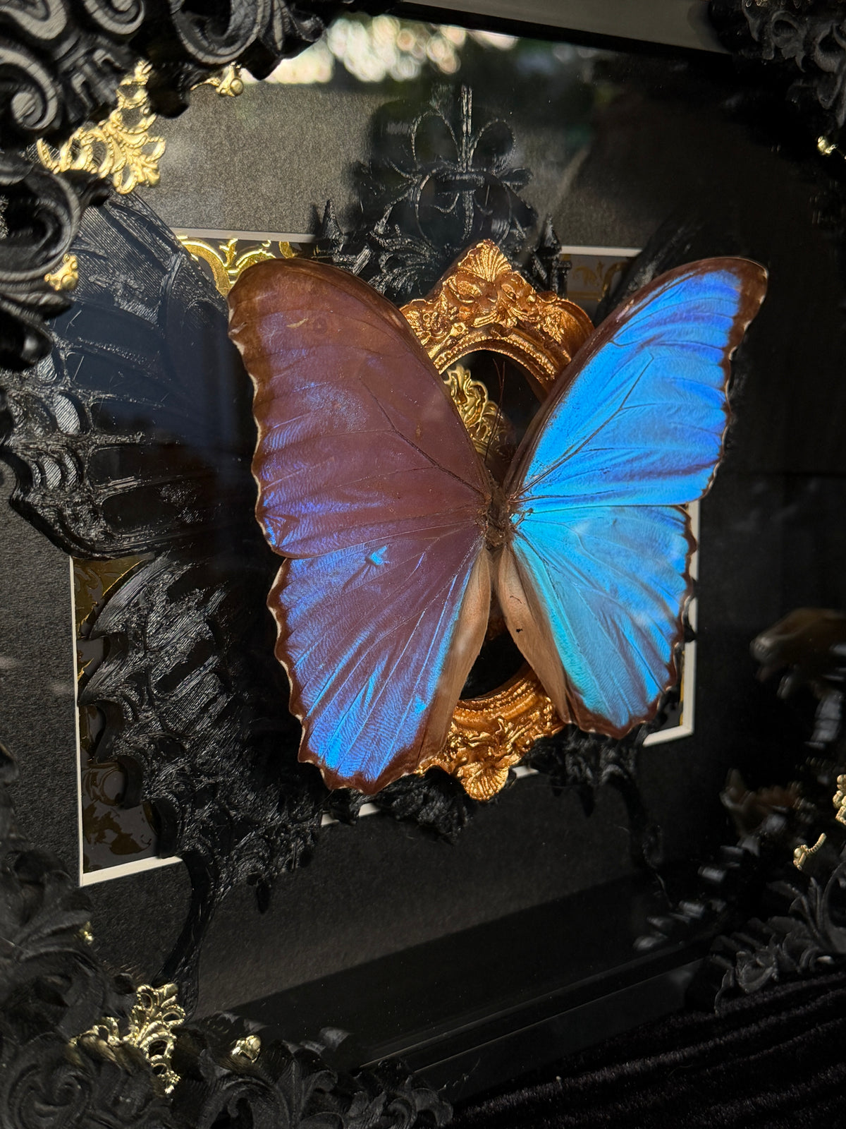 MORPHO BUTTERFLY - Framed Specimen