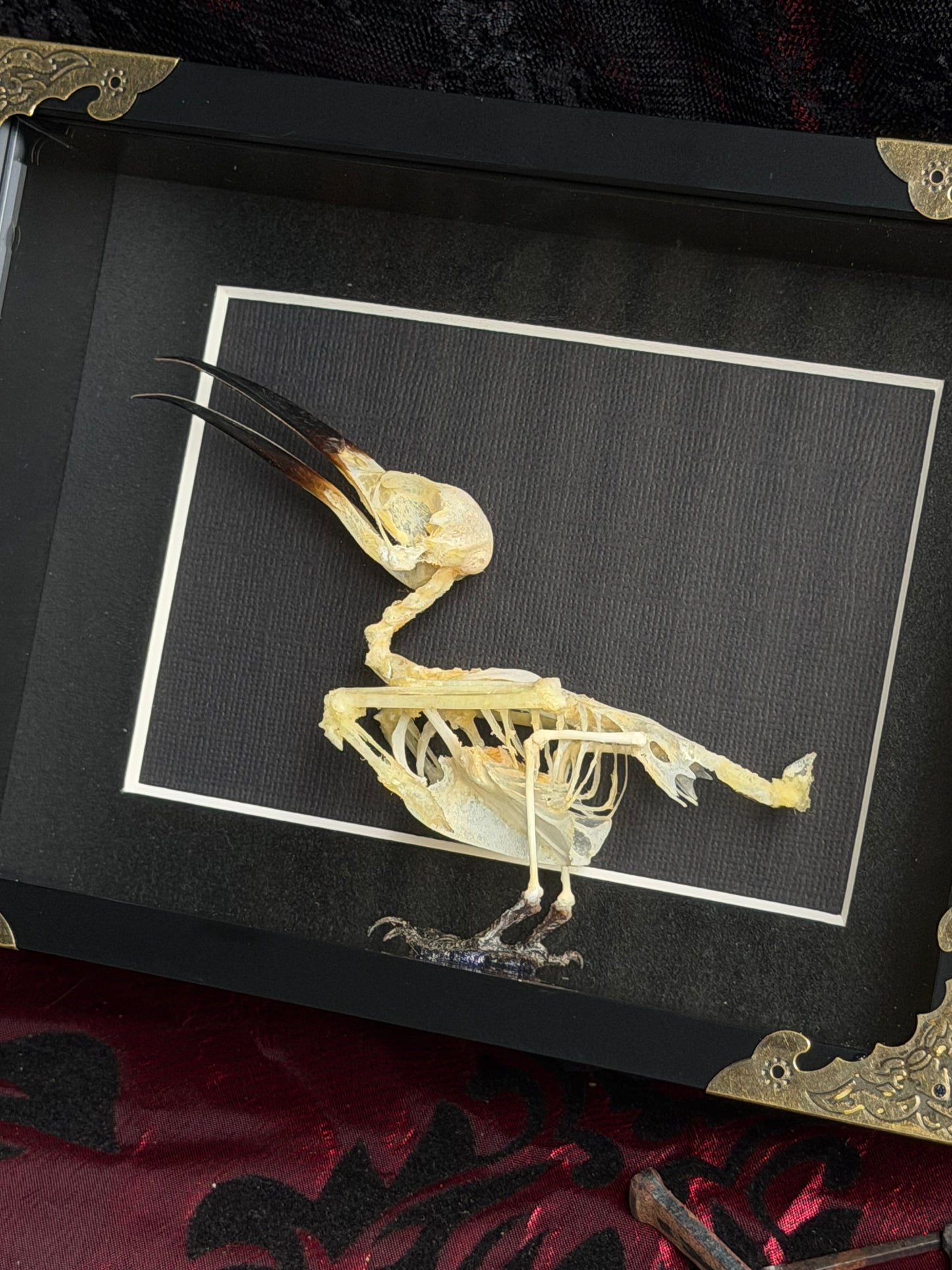 Blue Tailed Bee Eater Bird - Merops Philippines Javanicus Framed Specimen