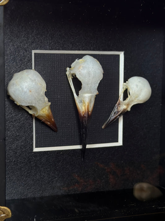 BIRD SKULL TRIO - Bird Skull Variation Frame