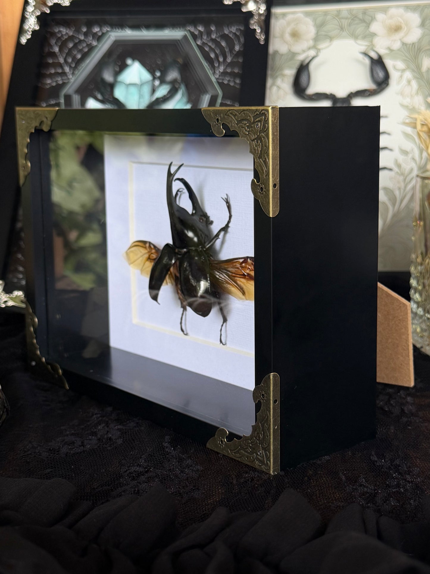 Rhinoceros Beetle Xylotrupes gideon - SPECIMEN FRAME
