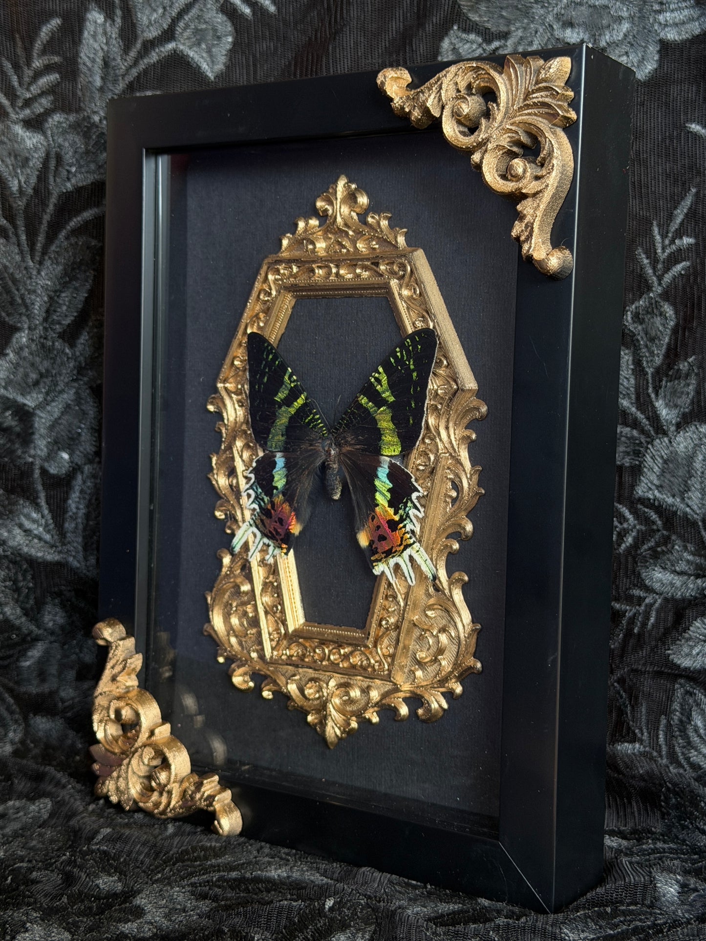 MADAGASCAN SUNSET MOTH - Gold Mother of Hades Moth Frame