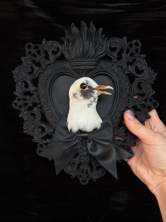 PIGEON HEAD - Mother of Hades Black Heart Open Display Frame