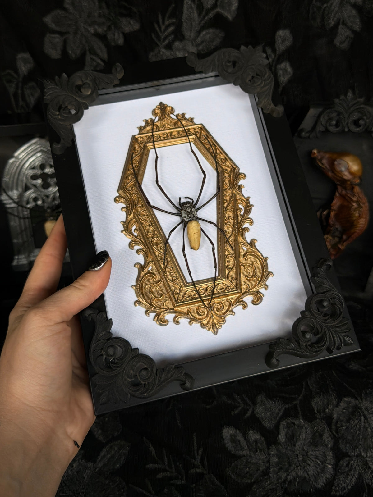 GOLD COFFIN - Mother of Hades Orb Weaver Framed Specimen