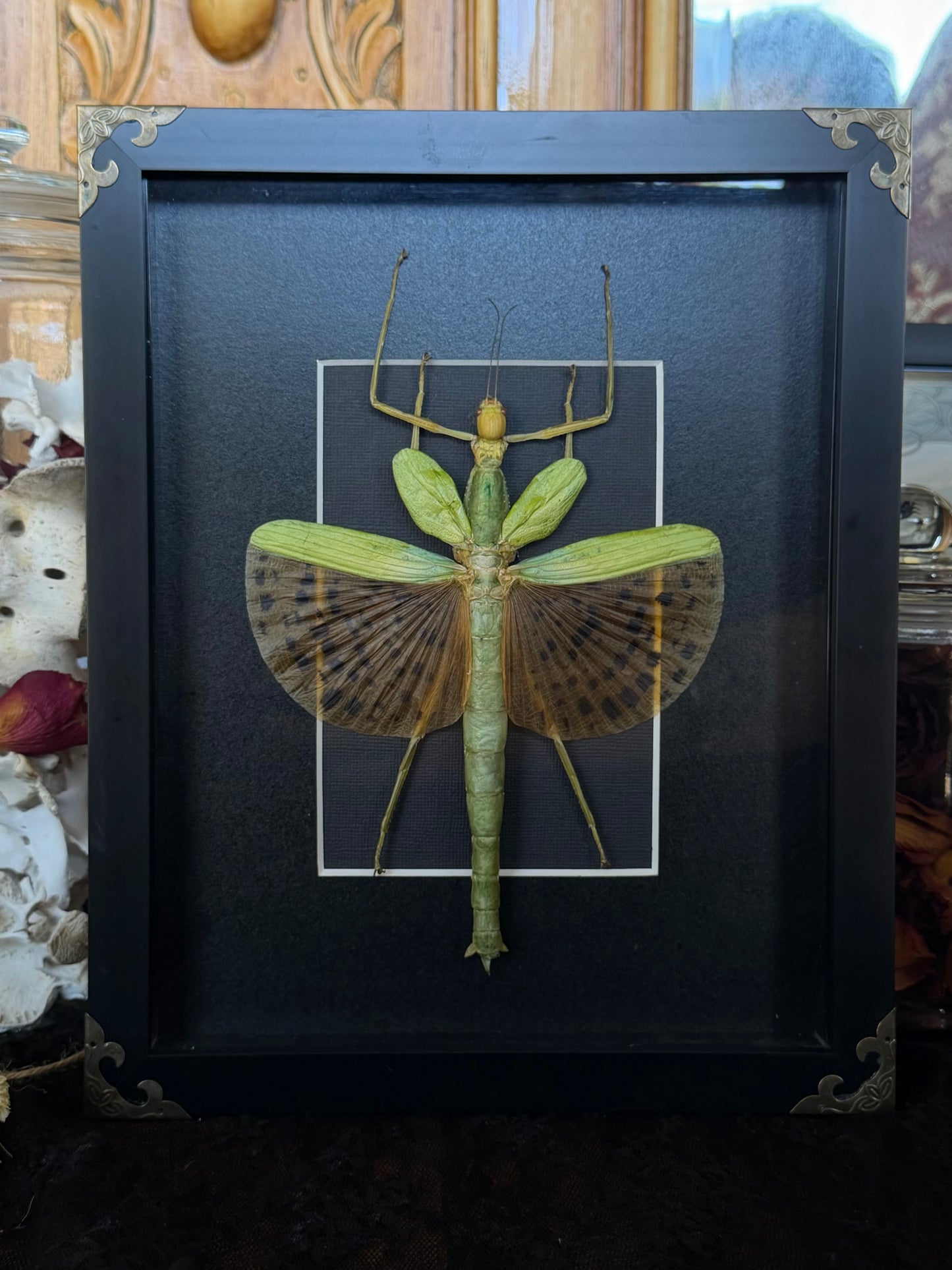 Leopard Stick Insect Paracyphocrania major, Framed Specimen