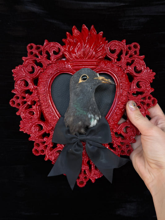 PIGEON HEAD - Mother of Hades Red Heart Open Display Frame