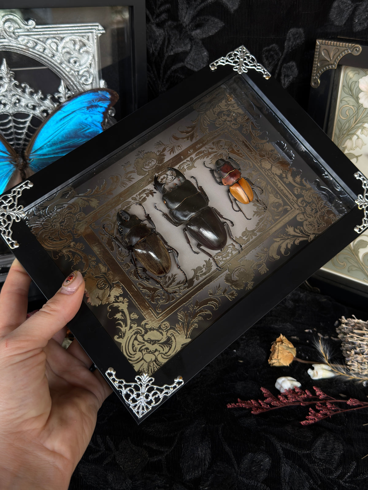 STAG BEETLE TRIO - A5 Beetle Specimen Frame