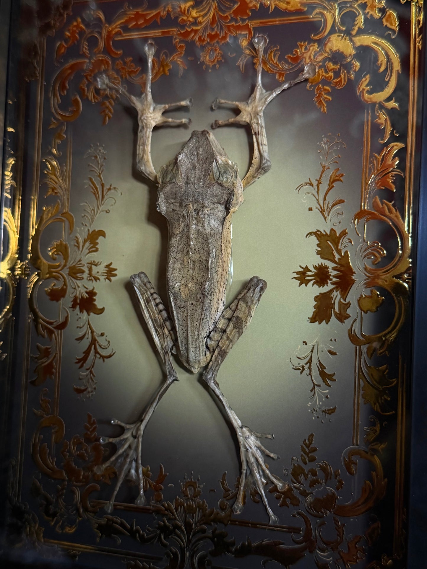 File-Eared Tree Frog - Polypedates otilophus Framed specimen