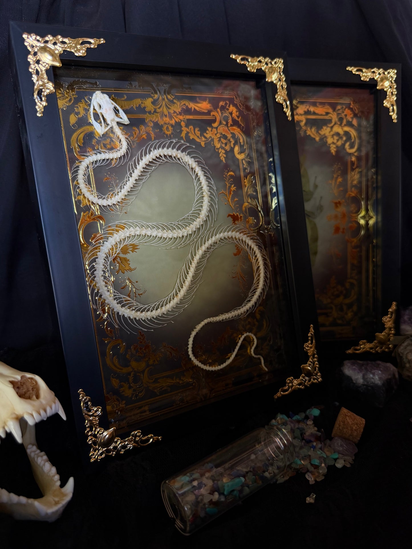 White-lipped Pit Viper Snake Skeleton-Trimeresurus albolabris Framed specimen