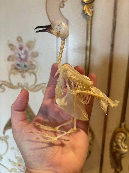 Geopilia striata skeleton being held by a hand 