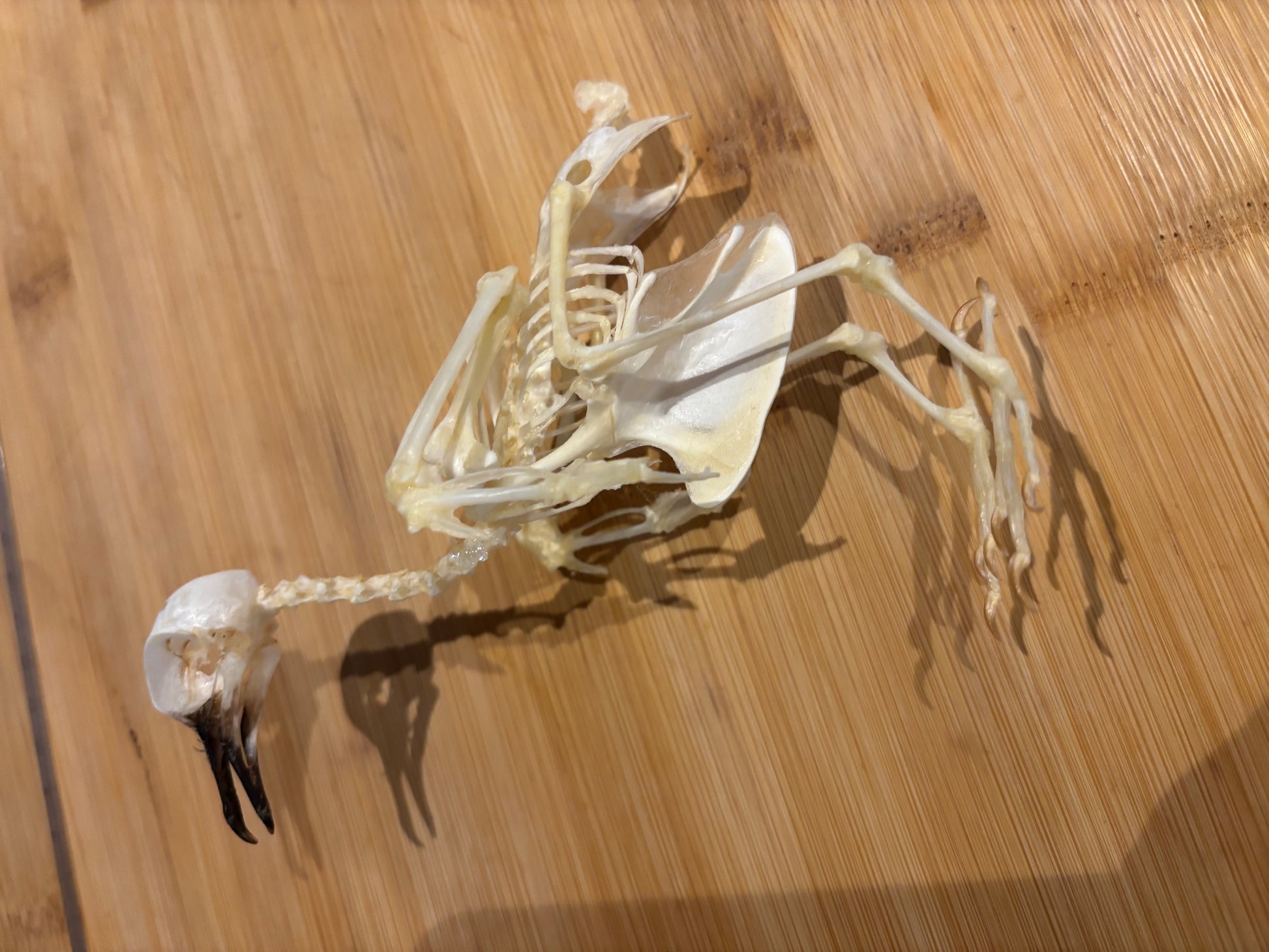 Bird skeleton on a wooden surface