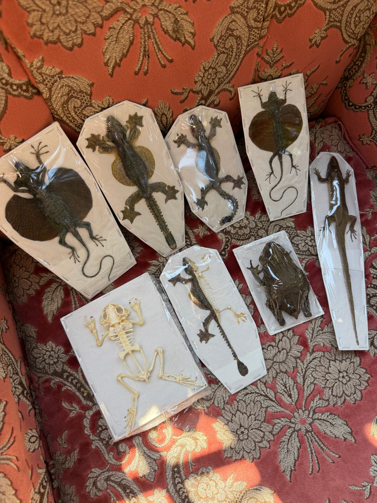 LIZARDS AND TOADS - destash pack