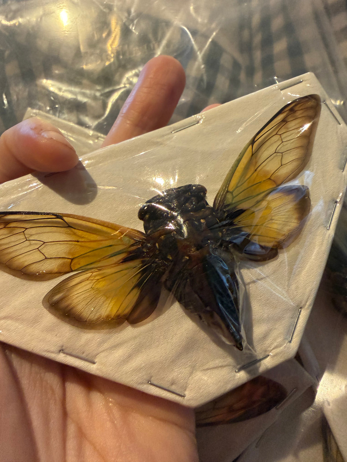 CRYPTOTYMPANA FUMIPENNIS -cicada specimen