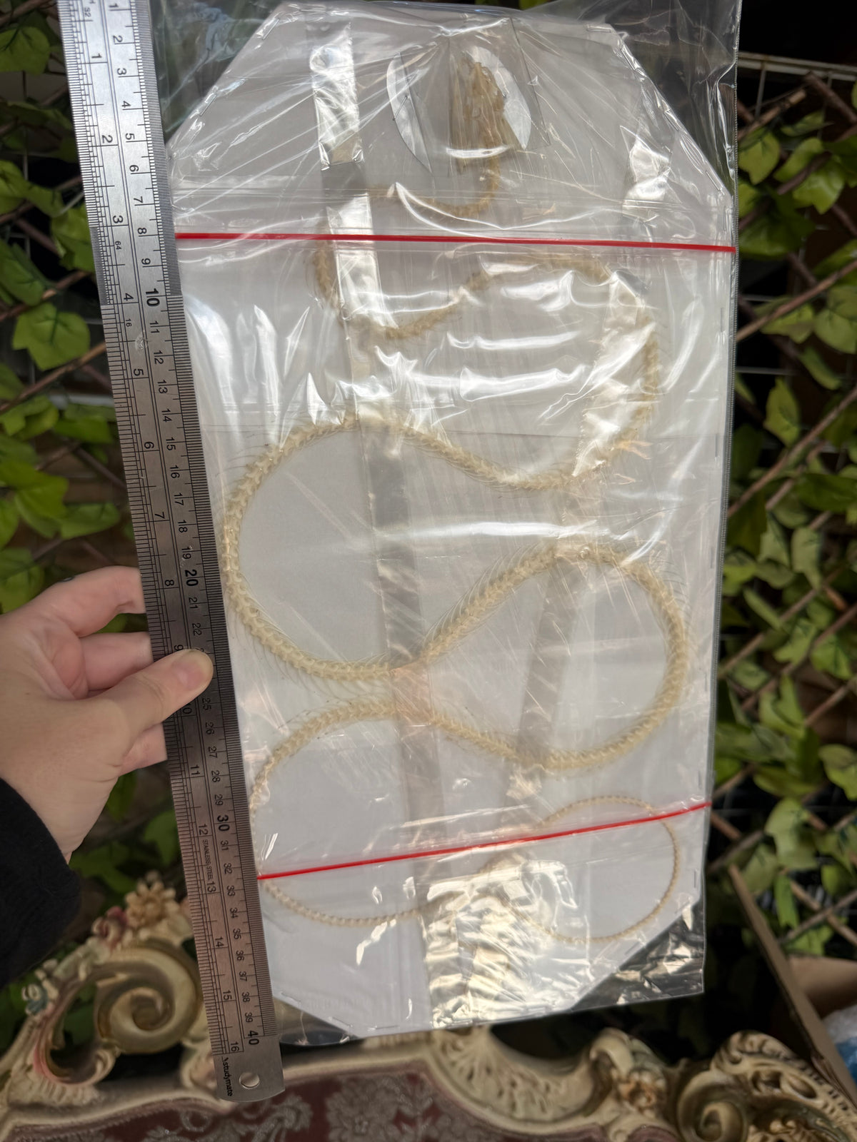 Ahaetulla prasina - HUGE oriental whipsnake specimen