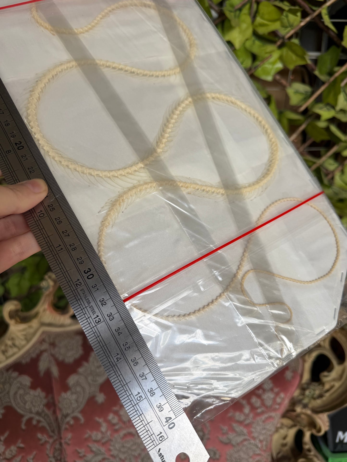Ahaetulla prasina - HUGE oriental whipsnake specimen