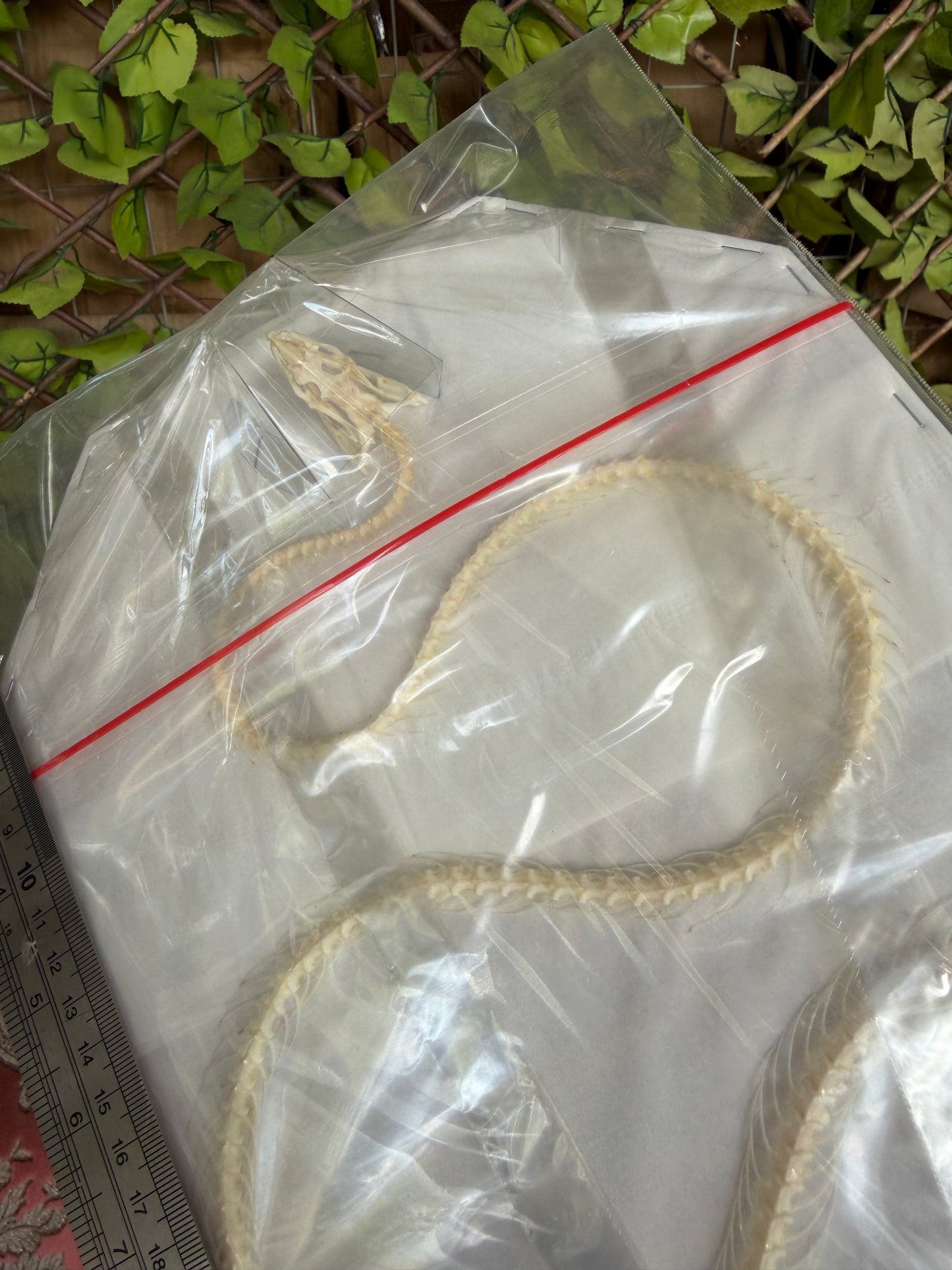 Ahaetulla prasina - HUGE oriental whipsnake specimen