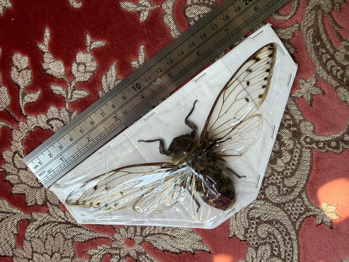 GIANT Empress Cicada - Megopomonia imperatoria