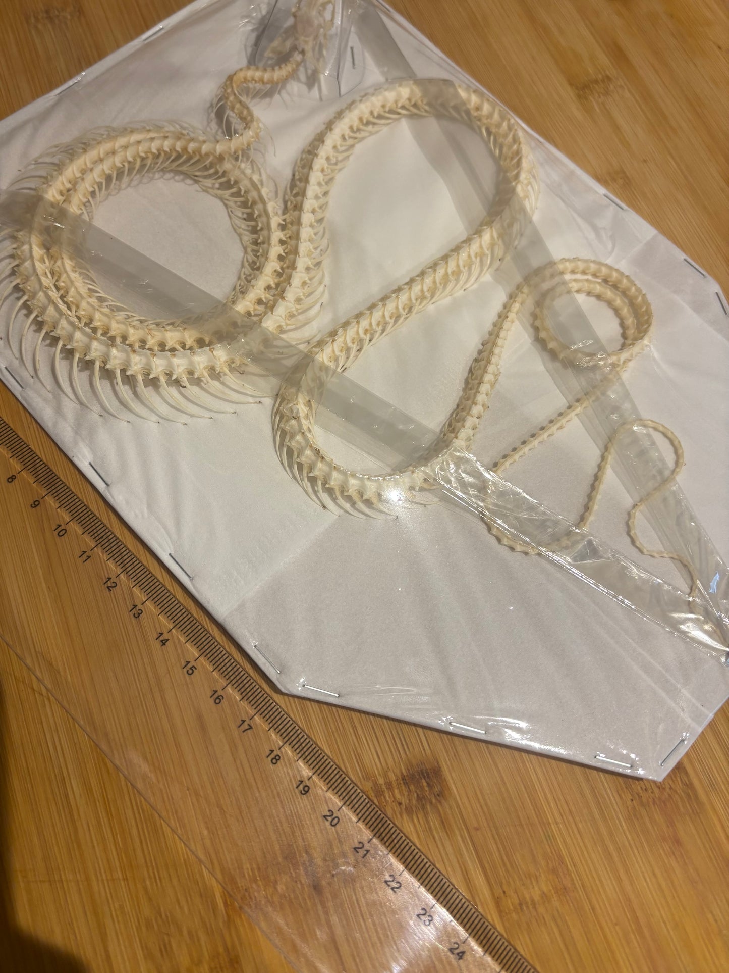 Indo-Chinese Rat Snake Skeleton-Ptyas korros specimen