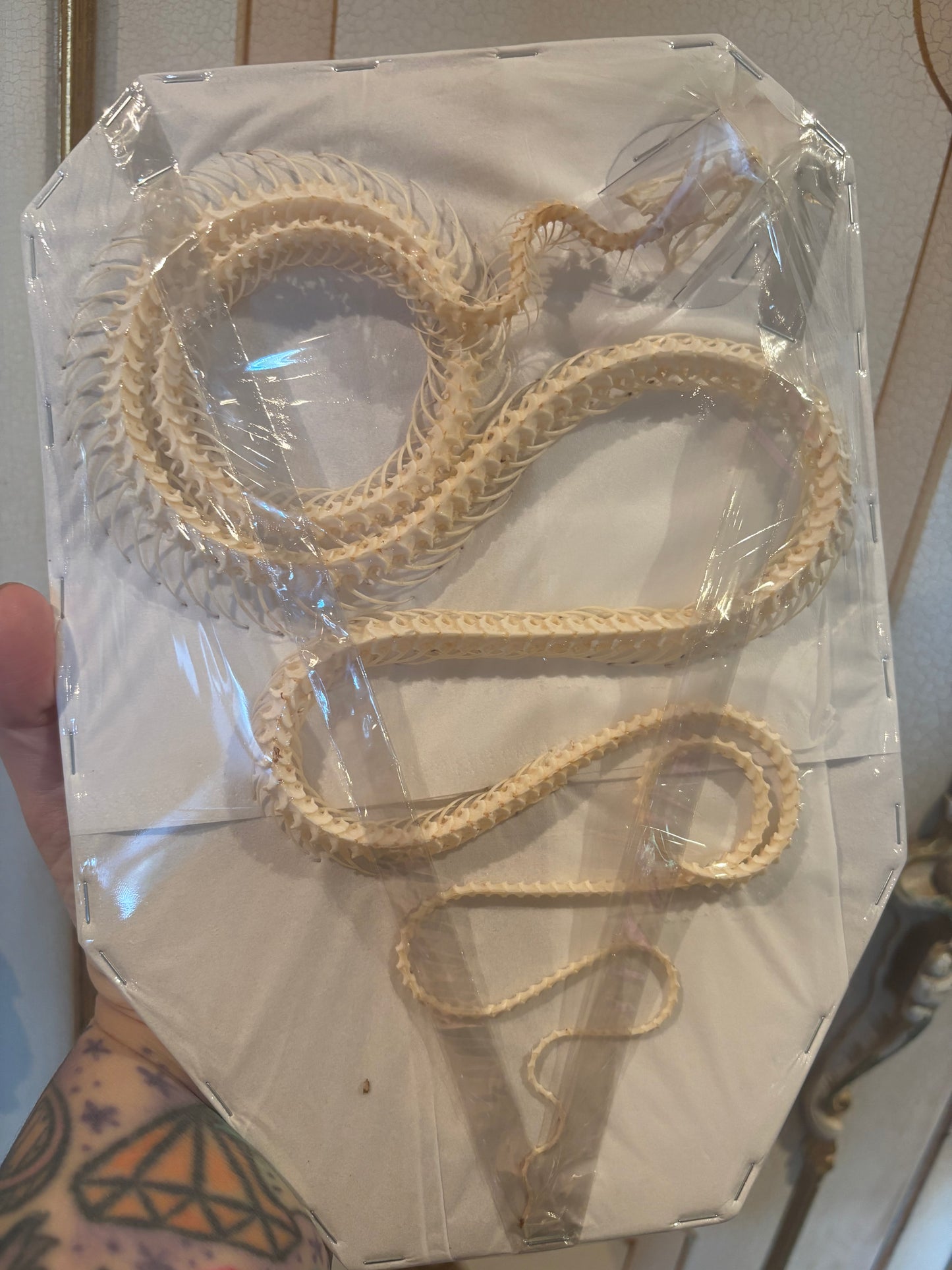 Indo-Chinese Rat Snake Skeleton-Ptyas korros specimen