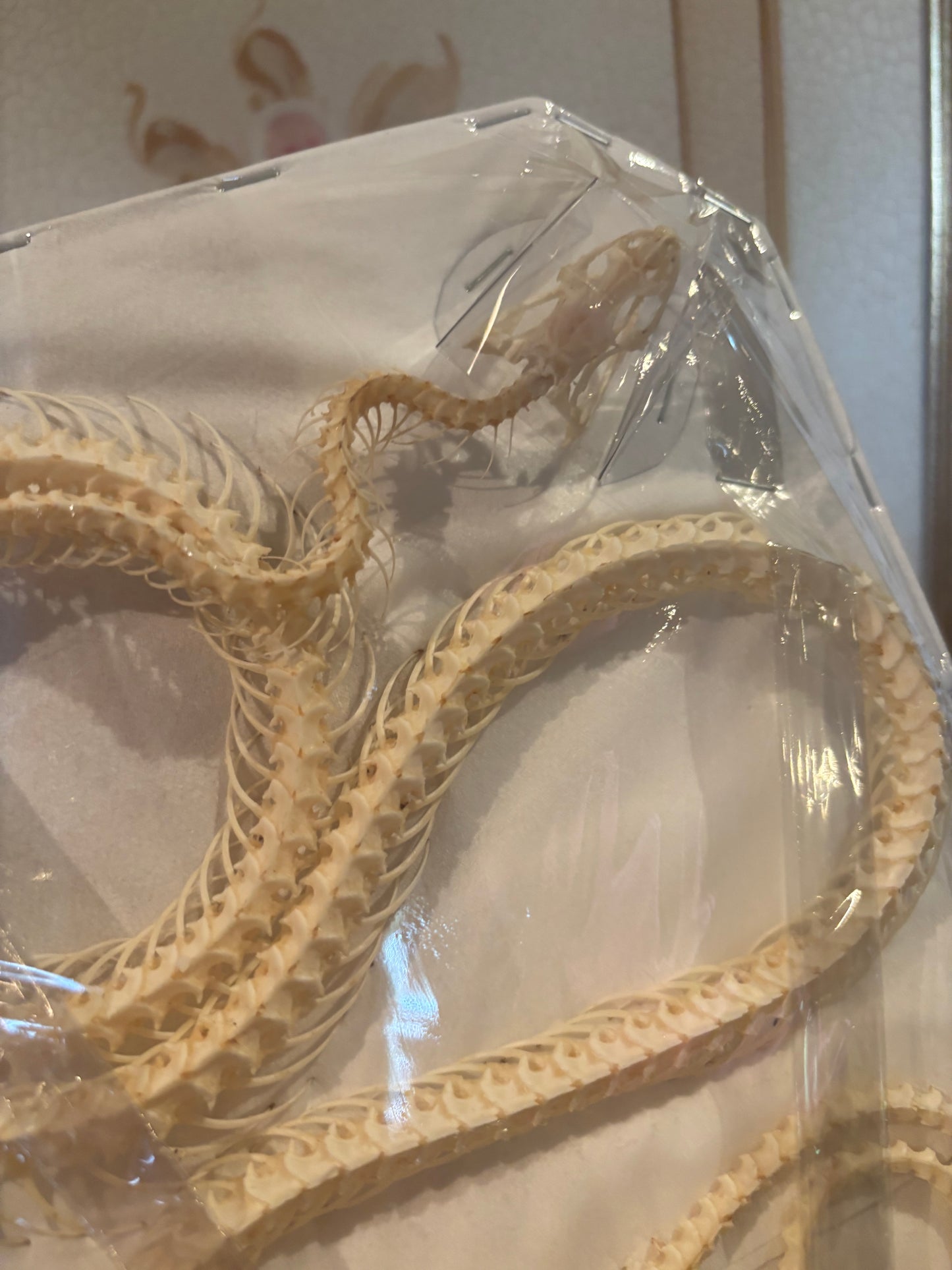 Indo-Chinese Rat Snake Skeleton-Ptyas korros specimen