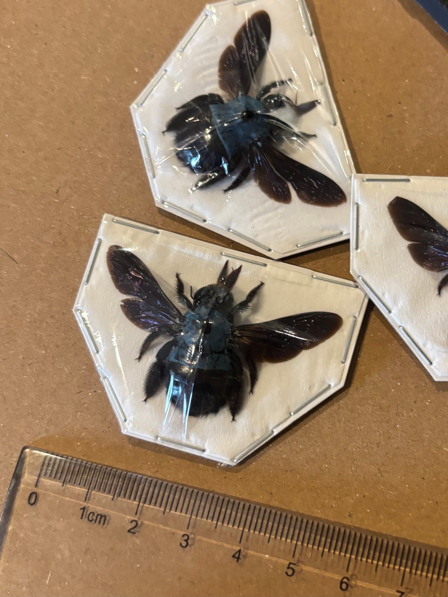 Xylocopa ceruelea -  blue Carpenter bee trio (3) specimens