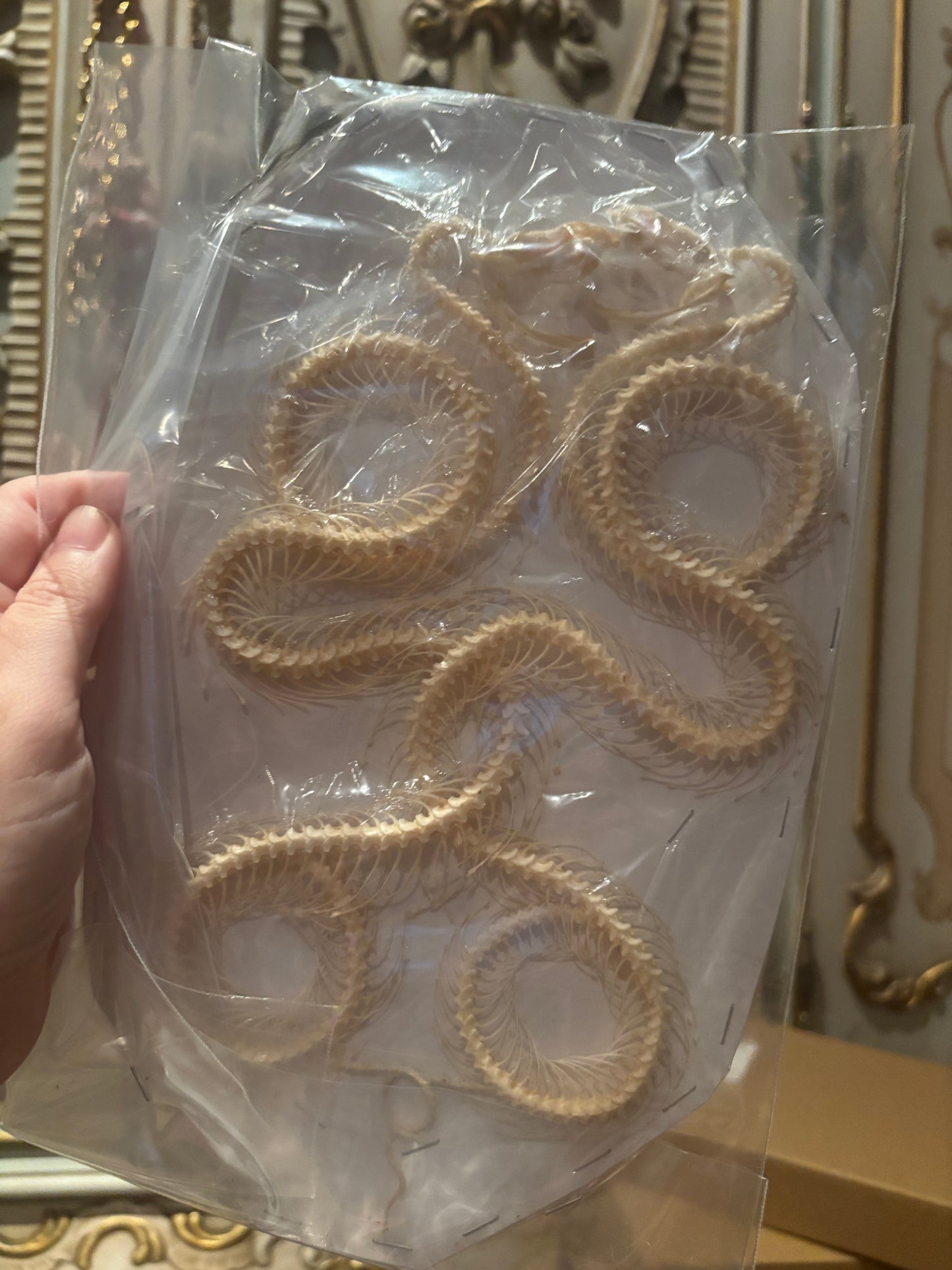 A- DOUBLE White-lipped Pit Viper Snake Skeleton-Trimeresurus albolabris specimen