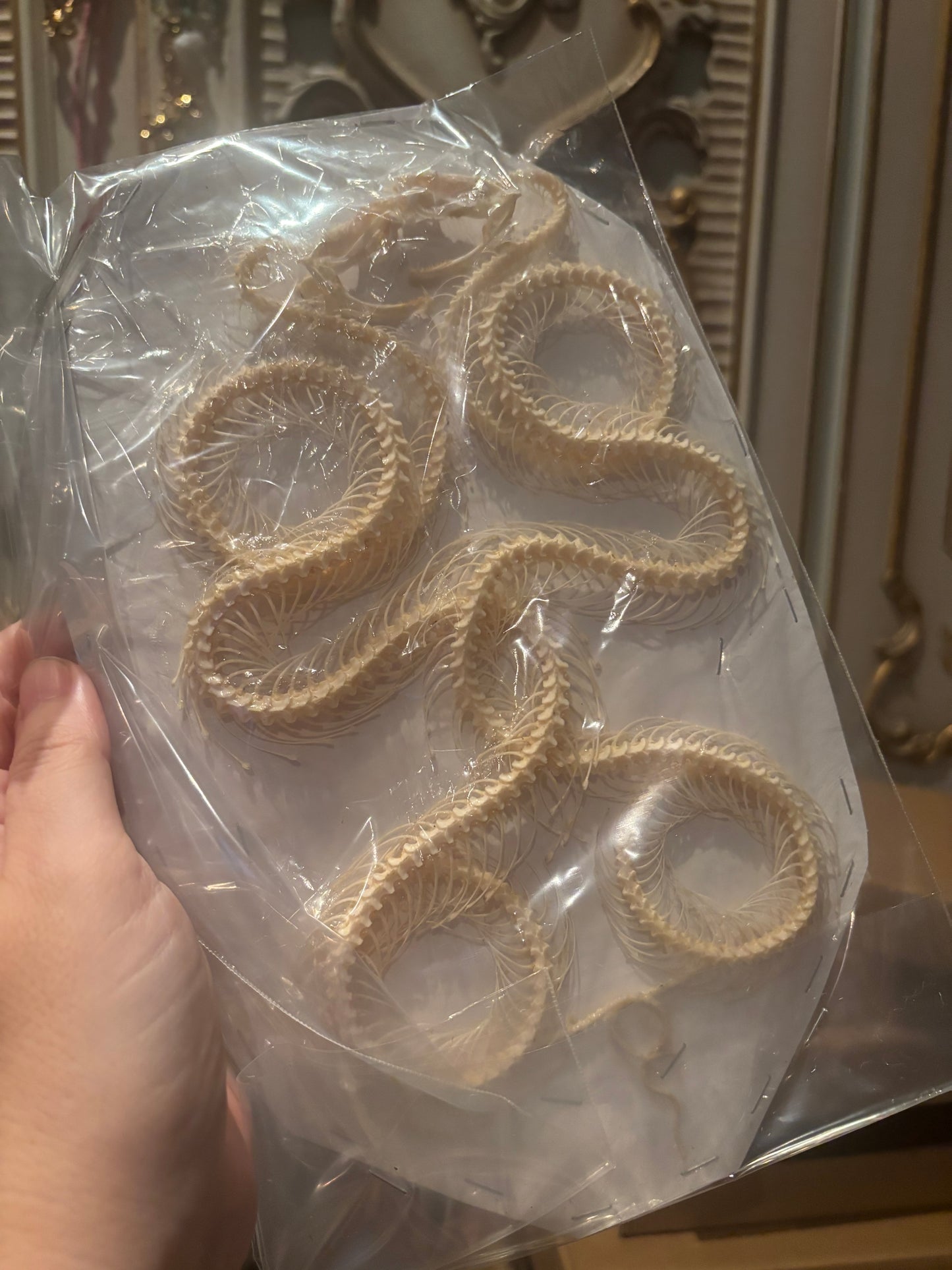 A- DOUBLE White-lipped Pit Viper Snake Skeleton-Trimeresurus albolabris specimen