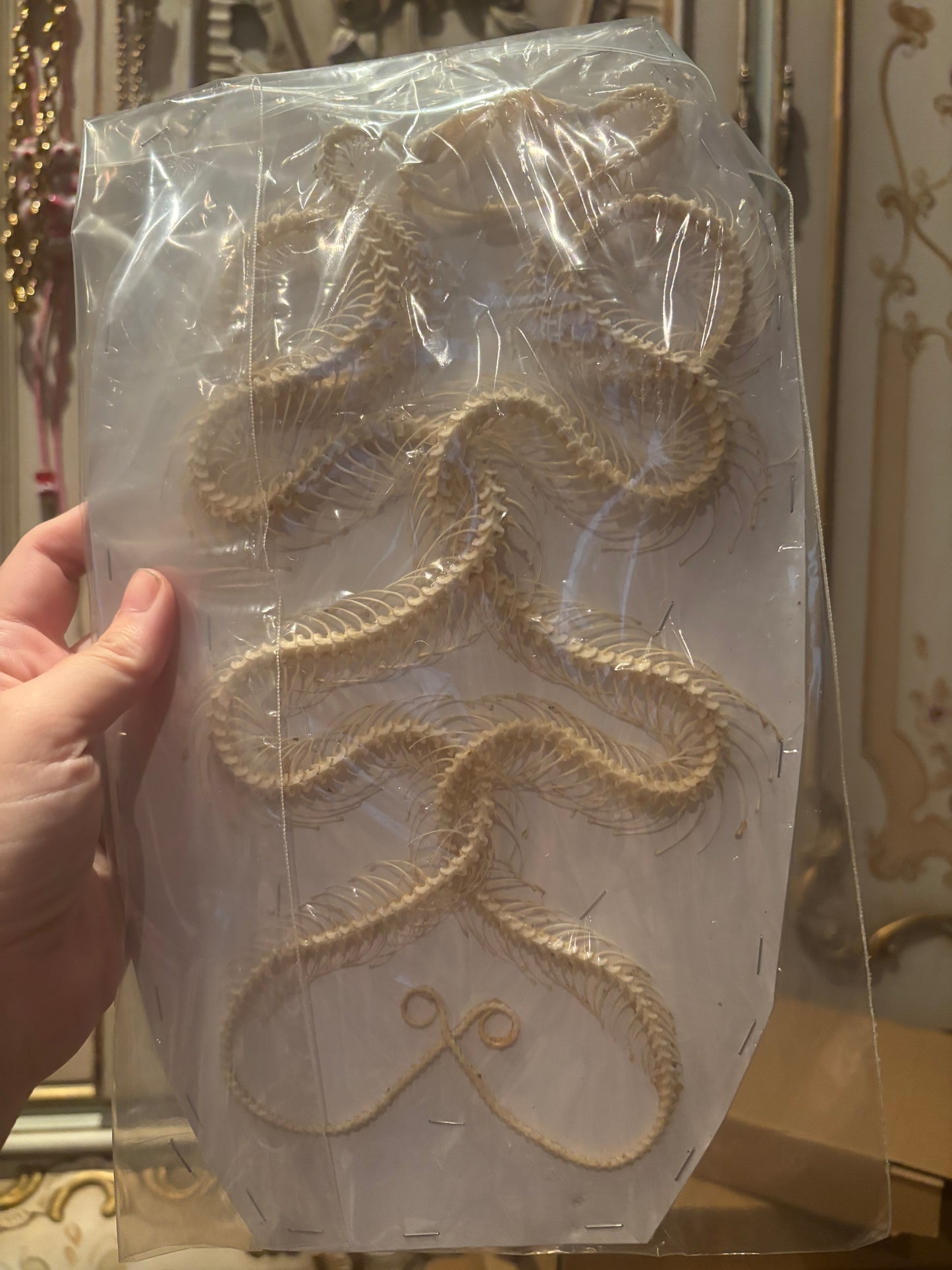 A- DOUBLE White-lipped Pit Viper Snake Skeleton-Trimeresurus albolabris specimen