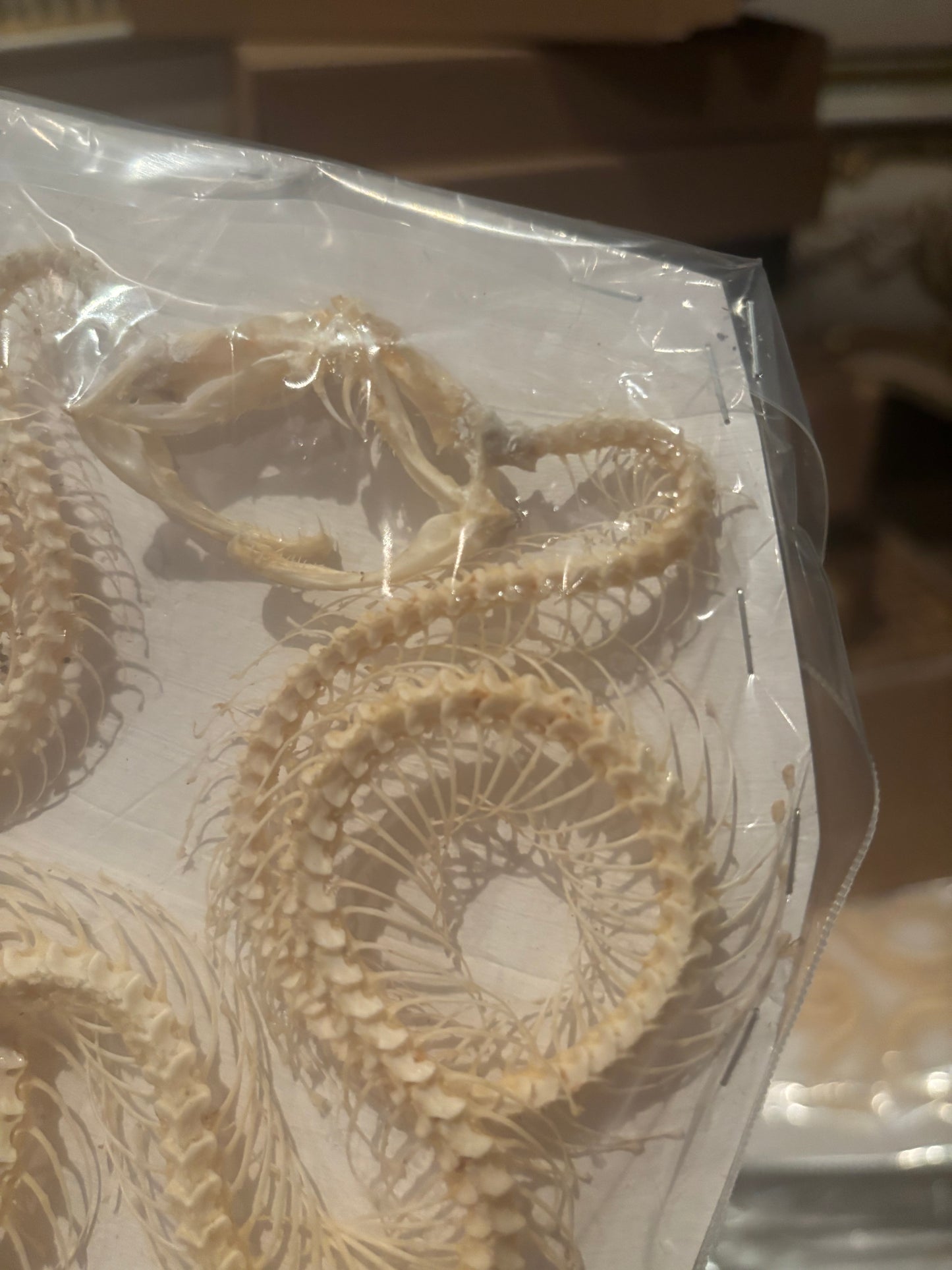 A- DOUBLE White-lipped Pit Viper Snake Skeleton-Trimeresurus albolabris specimen