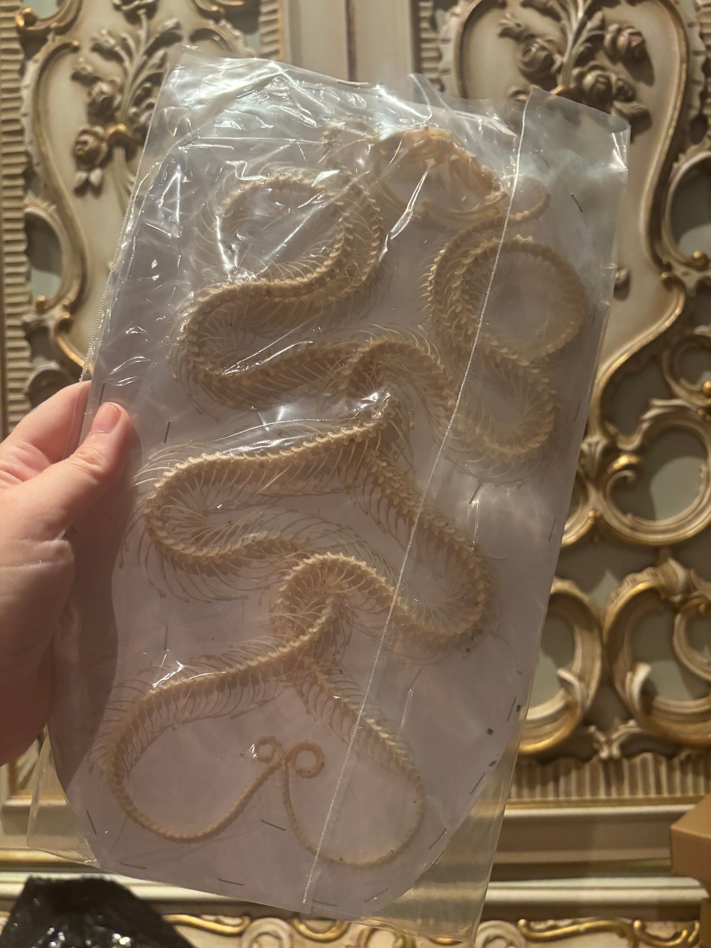 A- DOUBLE White-lipped Pit Viper Snake Skeleton-Trimeresurus albolabris specimen